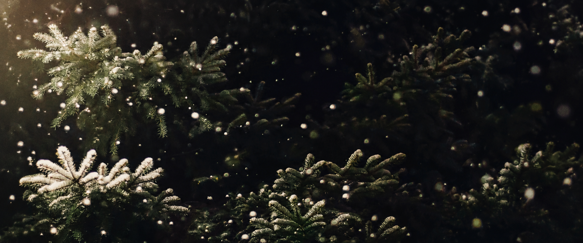 Tannen und Schnee
